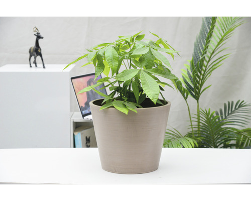 Pachira dans un pot sur un bureau