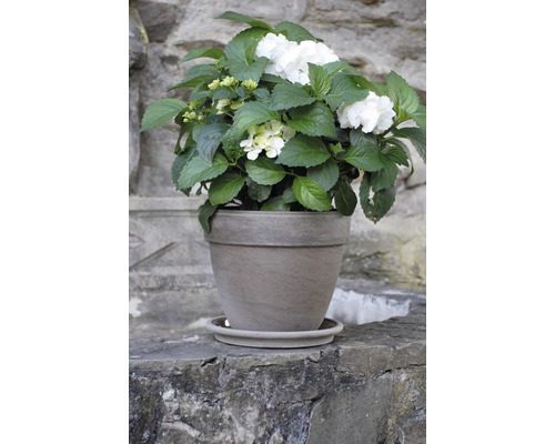 Hortensia aux fleurs blanches en pot
