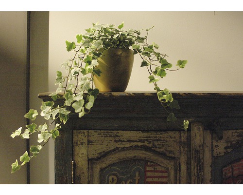 Lierre en pot sur une armoire