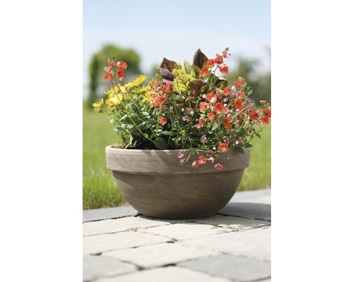 Fleurs dans un pot dans le jardin