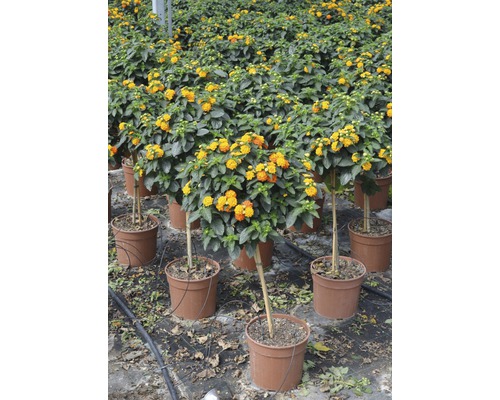 Nombreuses plantes à tiges Lantana en pots dans une serre.