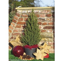 Épicéa conique en pot avec décoration de Noël devant un mur de briques