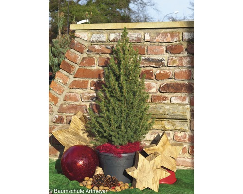 Épicéa conique en pot avec décoration de Noël devant un mur de briques