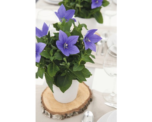 Platycodon en pot utilisé comme décoration de table