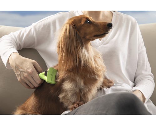 Une personne brosse un teckel avec une brosse à fourrure.