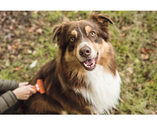 Un chien marron est brossé avec une brosse