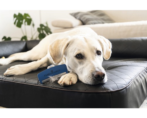 Heller Labrador liegt auf einem Sofa neben einer Fellbürste für Hunde.