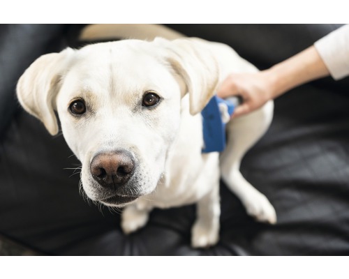 Eine Person bürstet das Fell eines hellen Labrador Retrievers mit einer Tierbürste.