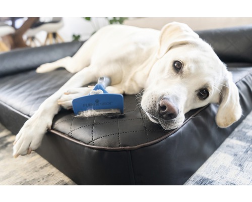Heller Hund liegt auf einem Hundebett mit Fellbürste
