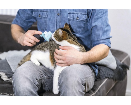 Homme brossant un chat sur ses genoux avec une brosse pour poils d''animaux