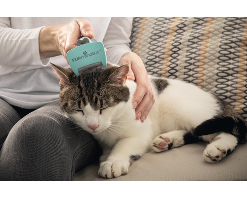 Katze wird mit Fellbürste gebürstet