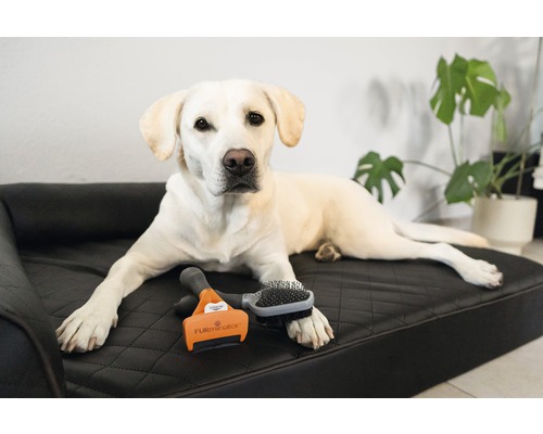 Heller Labrador liegt auf einem Hundebett mit einer Fellbürste und einem Fellkamm