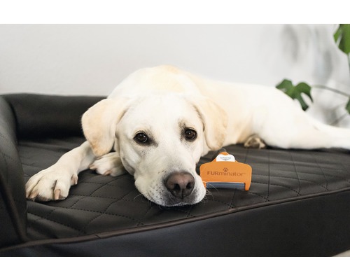 Labrador liegt neben Fellbürste auf Hundebett