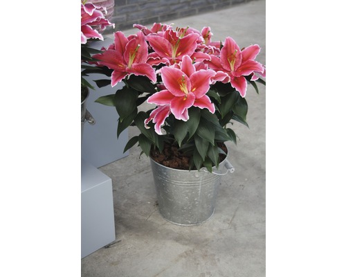 Lilien in einem Metalleimer