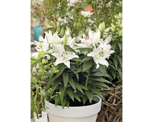 Weisse Lilien in einem Pflanztopf