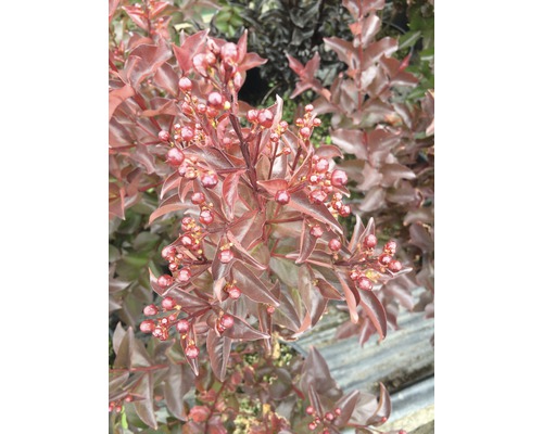 Detailaufnahme einer Zierpflanze mit Blättern und Beeren