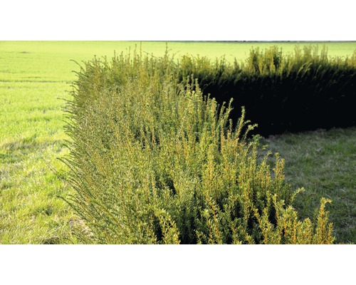 If commun FloraSelf® Taxus baccata 80-100 cm