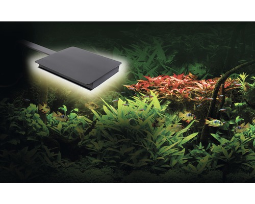 Beleuchteter Aquarienbereich mit Fischen und Wasserpflanzen