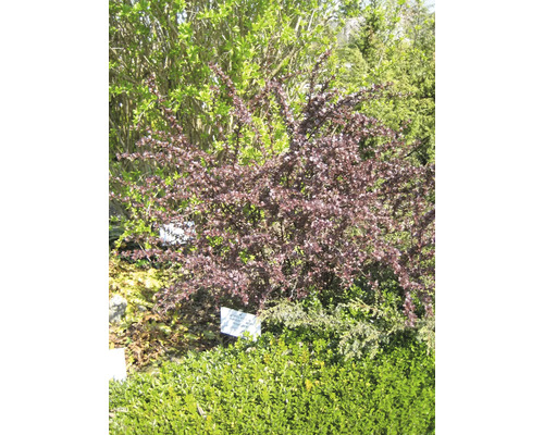 Zierstrauch im Gartenbeet