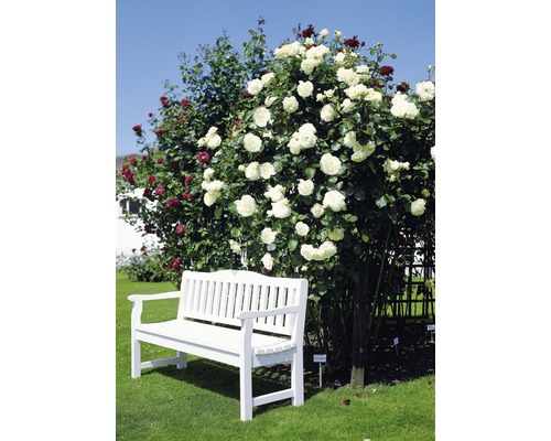 Weisse Bank im Garten mit Rosenbüschen