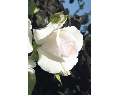 Kletterrose FloraSelf® Rosa 'Schneewalzer®' 20-70 cm