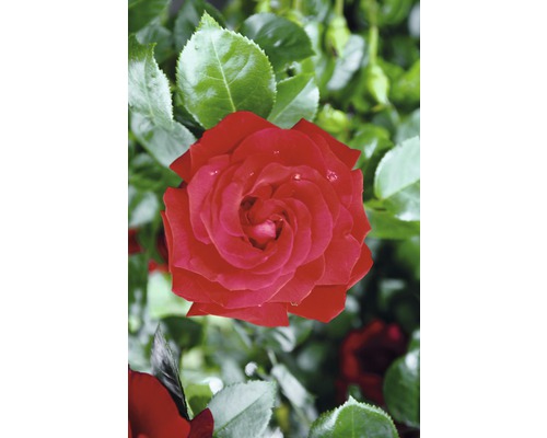 Rote Rose mit grünen Blättern