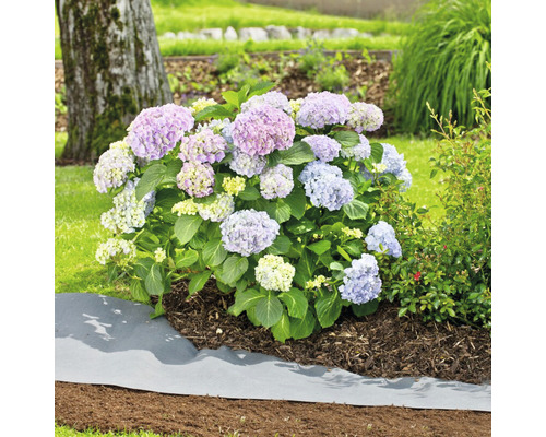 Hortensia en fleurs dans un parterre de jardin