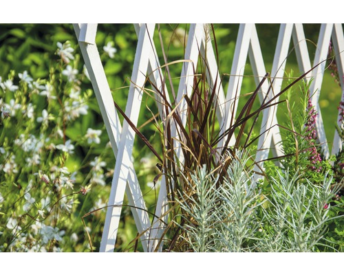 Gros plan de plantes devant un treillis de jardin blanc dans le jardin.