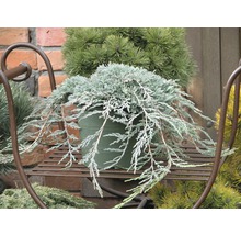 Cypres dans un pot sur un support pour plantes