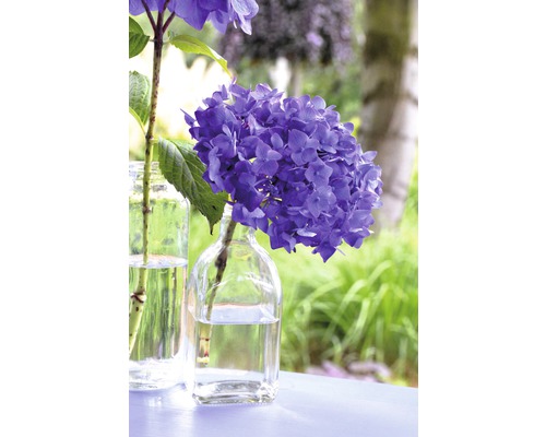 Gros plan sur des hortensias bleus dans des vases en verre