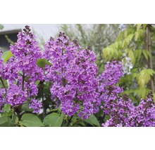 Lilas en fleurs dans le jardin