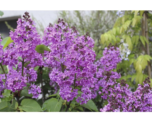 Blühender Flieder im Garten