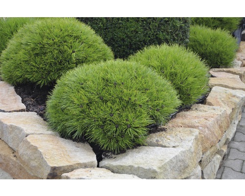 Plusieurs pins nains dans une rocaille.