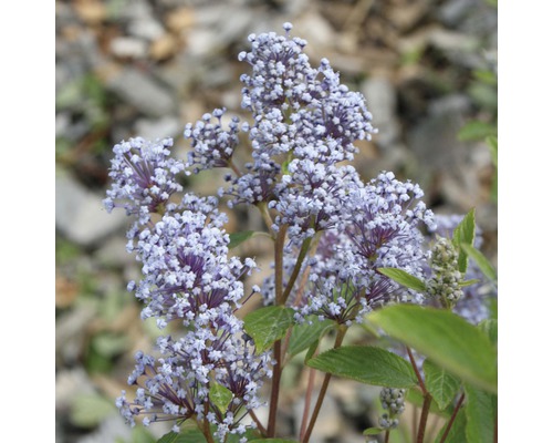 Säckelblume Marie Bleue 40-60 cm