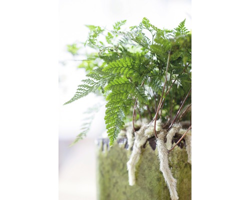 Zimmerpflanze Farn in einem Topf