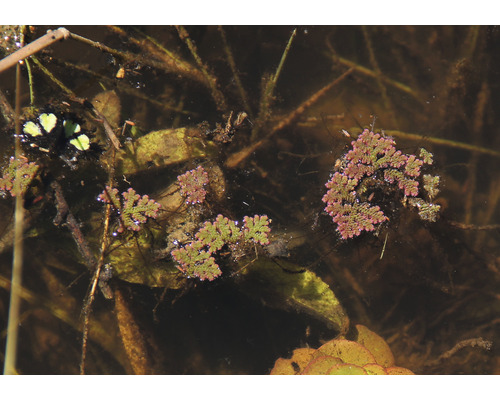 Azolla-Filiculoides-Pflanzen schwimmen im Teich