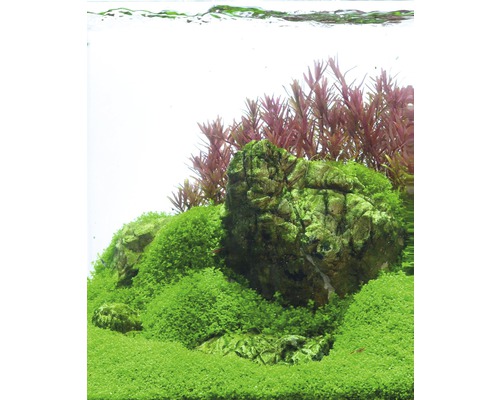 Aquariumlandschaft mit Steinen, Moos und Wasserpflanzen