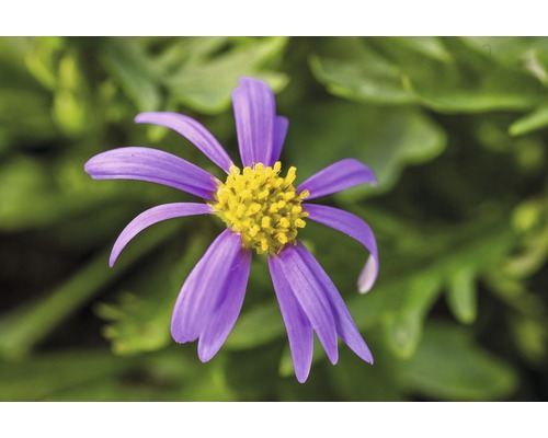 Gros plan d''une fleur d''aster violette avec un centre jaune sur fond vert.