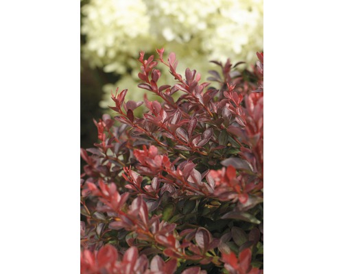 Berberitze mit roten Blättern im Garten