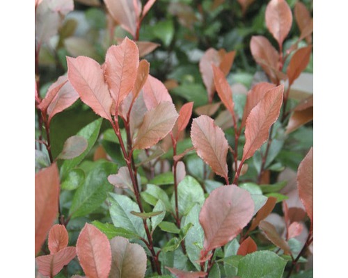 Im Bild ist eine Glanzmispel mit Blättern zu sehen.