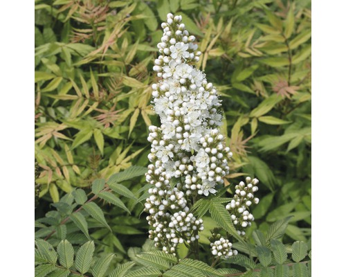 Inflorescence d''une plante spirée