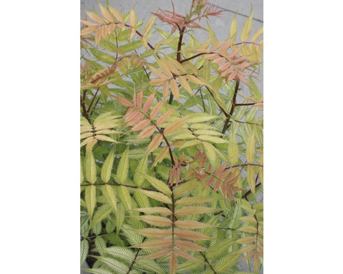 Gros plan d''un sorbier avec des feuilles pennées