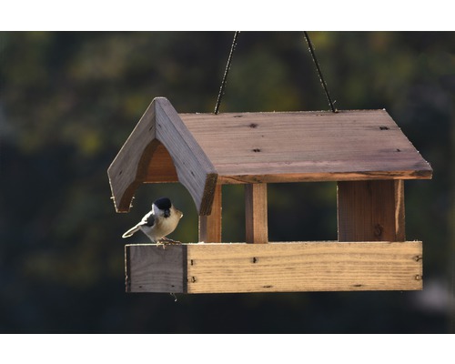 Maison à oiseaux en bois avec suspension et mésange nonnette