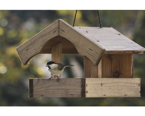 Oiseau sur une mangeoire en bois avec toit