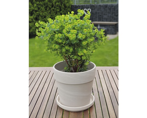 Euphorbe dans un pot de fleurs sur une table