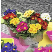 Primevères lot de 10 couleurs assorties