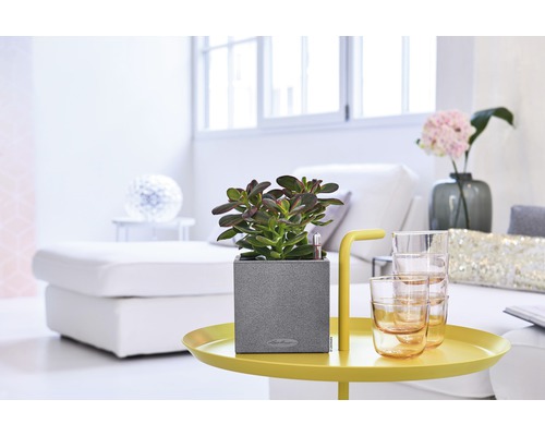 Pièce avec plante grasse dans un pot gris sur une table jaune