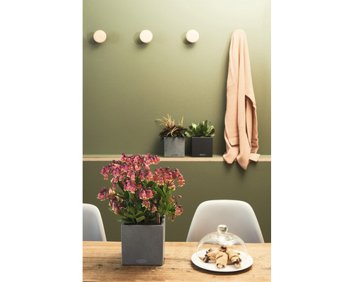 Décoration de table avec plante d''intérieur dans un pot