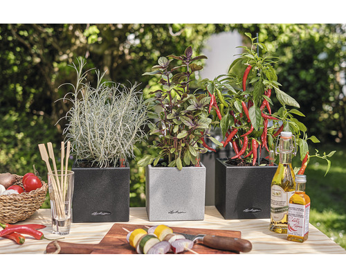 Trois pots d''herbes aromatiques avec du romarin, du basilic et du piment sur une table en bois dans le jardin