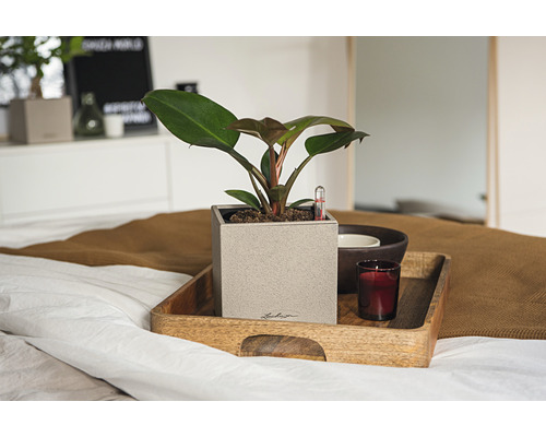 Pflanze in einem quadratischen Topf auf einem Holztablett mit einer Kerze auf einem Bett